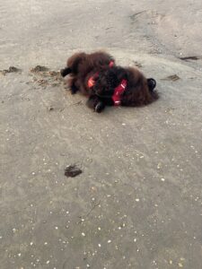 Bear ar Fuseta strand